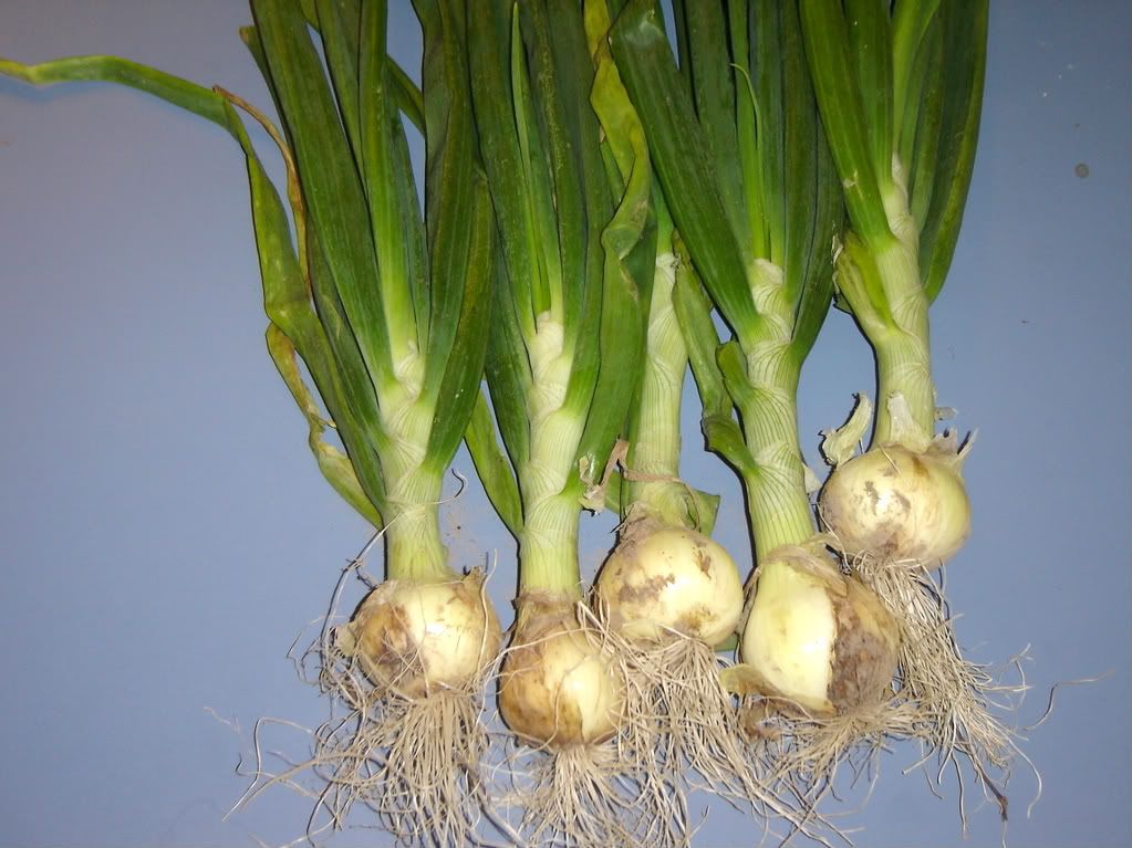 Growing Chiles, Small Farms Fresh Bulb Onions